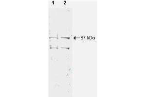 Western blot using  Protein A Purified anti-NRF1 antibody shows detection of a 67-kDa band corresponding to human NRF1 in a (lane 1) HeLa nuclear extract and (lane 2) whole cell lysate (molecular weight marker not shown). (NRF1 antibody  (AA 1))