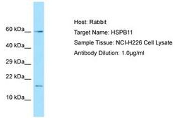 HSPB11 抗体  (AA 6-55)