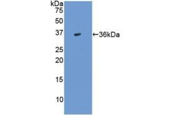 TGFB3 anticorps  (AA 24-300)