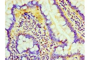 Immunohistochemistry of paraffin-embedded human small intestine tissue using ABIN7158764 at dilution of 1:100 (Lipase A antibody  (AA 22-399))
