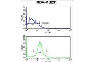 DIRAS1 Antibody (Center) (ABIN653351 and ABIN2842831) flow cytometry analysis of MDA-M cells (bottom histogram) compared to a negative control cell (top histogram). (DIRAS1 antibody  (AA 109-136))