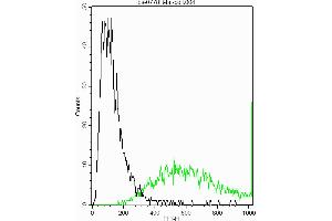 Sheep fat cells stained withAnti-Thy-1 CD90 Thy1. (CD90 antibody  (AA 31-120))