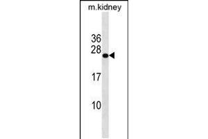 Western blot analysis in mouse kidney tissue lysates (35ug/lane). (GRPEL2 antibody  (N-Term))