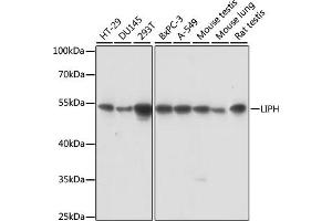 Western blot analysis of extracts of various cell lines, using LIPH antibody (ABIN7268275) at 1:1000 dilution. (LIPH antibody  (AA 350-450))