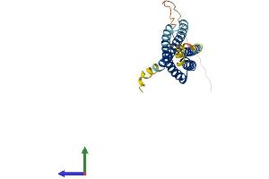 AlphaFold protein structure predicition of Human Recombinant MS4A3 Protein, UniprotID Q96HJ5 (MS4A3 Protein (AA 1-214) (His tag))
