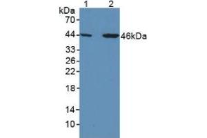 Western blot analysis of (1) Human Liver Tissue and (2) Human HeLa cells. (SERPINA7 antibody  (AA 128-415))
