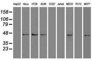 Image no. 3 for anti-SRY (Sex Determining Region Y)-Box 17 (SOX17) (AA 177-414) antibody (ABIN1491030) (SOX17 antibody  (AA 177-414))