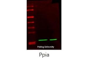 Western Blotting (WB) image for anti-Peptidylprolyl Isomerase A (Cyclophilin A) (PPIA) (Internal Region) antibody (ABIN6284334)