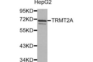 Western Blotting (WB) image for anti-tRNA Methyltransferase 2 Homolog A (TRMT2A) antibody (ABIN1877004)