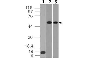 Image no. 1 for anti-Solute Carrier Family 2 (Facilitated Glucose Transporter), Member 1 (SLC2A1) (AA 200-492) antibody (ABIN5027220)