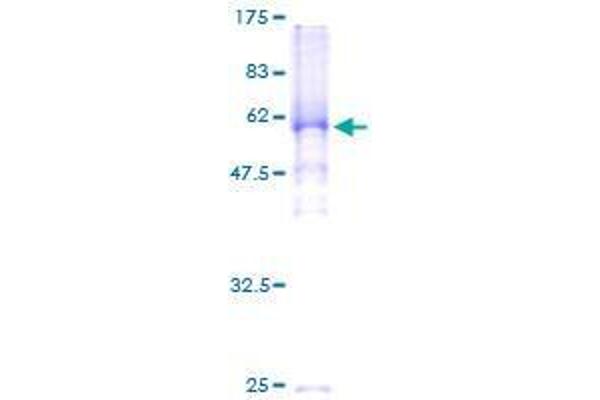 Shugoshin Protein (AA 1-292) (GST tag)