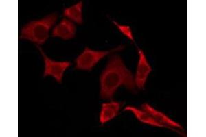 ABIN6276255 staining HepG2 by IF/ICC. (OR52E4 antibody  (Internal Region))