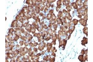 Formalin-fixed, paraffin-embedded rat pancreas stained with ODC antibody (ODC1/486) (ODC1 antibody)