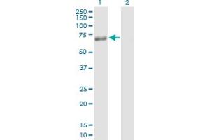 Western Blot analysis of PLIN expression in transfected 293T cell line by PLIN MaxPab polyclonal antibody. (PLIN1 antibody  (AA 1-522))
