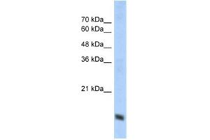 WB Suggested Anti-COX4I1 Antibody Titration:  1. (COX IV antibody  (N-Term))