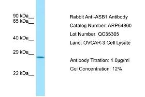 Western Blotting (WB) image for anti-Ankyrin Repeat and SOCS Box-Containing 1 (ASB1) (C-Term) antibody (ABIN970147) (ASB1 antibody  (C-Term))