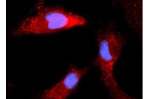 Immunofluorescence (IF) image for anti-Calbindin (CALB1) (AA 1-261) antibody (APC) (ABIN5568512) (CALB1 antibody  (AA 1-261) (APC))
