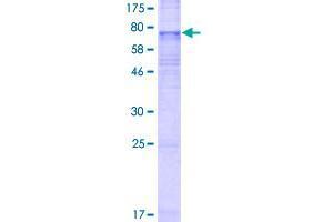 SLC35F3 Protein (AA 1-421) (GST tag)