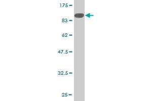 Western Blot detection against Immunogen (96. (PEPCK antibody  (AA 1-640))