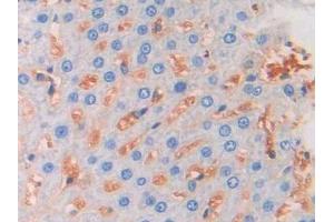 Used in DAB staining on fromalin fixed paraffin- embedded liver tissue (FGF13 antibody  (AA 1-192))