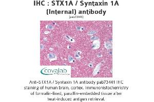 Image no. 1 for anti-Syntaxin 1A (Brain) (STX1A) (Internal Region) antibody (ABIN1739754) (STX1A antibody  (Internal Region))