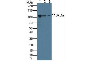 Figure. (MVP antibody  (AA 2-272))