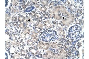 PPAT antibody was used for immunohistochemistry at a concentration of 4-8 ug/ml to stain Epithelial cells of renal tubule (arrows) in Human Kidney. (PPAT antibody  (N-Term))