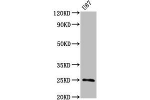 Western Blot Positive WB detected in U87 whole cell lysate All lanes CD9 antibody at 0. (Recombinant CD9 antibody)