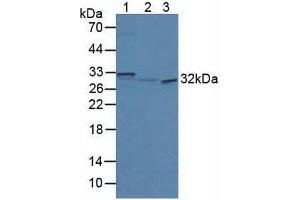 Western blot analysis of (1) Mouse Brain Tissue, (2) Mouse Pancreas Tissue and (3) Human HeLa cells.