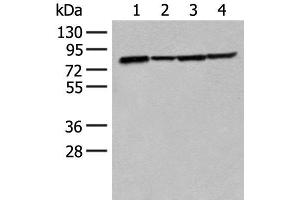 Western blot analysis of K562 Hela 231 and HT-29 cell lysates using TUBGCP4 Polyclonal Antibody at dilution of 1:300 (TUBGCP4 antibody)
