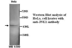 Image no. 1 for anti-Mitogen-Activated Protein Kinase 8 (MAPK8) antibody (ABIN790900) (JNK antibody)
