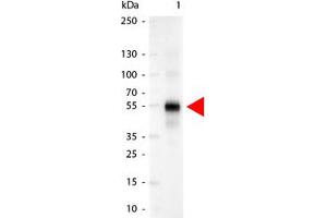 Image no. 1 for Goat anti-Human IgG antibody (Alkaline Phosphatase (AP)) (ABIN300522) (Goat anti-Human IgG Antibody (Alkaline Phosphatase (AP)))