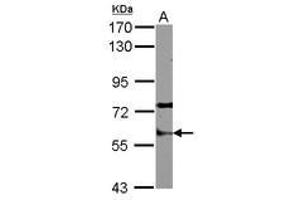 Image no. 2 for anti-Staufen Double-Stranded RNA Binding Protein 1 (STAU1) (AA 86-308) antibody (ABIN1501204) (STAU1/Staufen antibody  (AA 86-308))