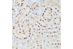 Immunohistochemistry of paraffin-embedded rat kidney using ADK Rabbit pAb  at dilution of 1:350 (40x lens). (ADK antibody  (AA 200-345))