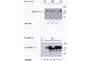 Image no. 1 for anti-EPH Receptor B1 (EPHB1) antibody (ABIN264961)