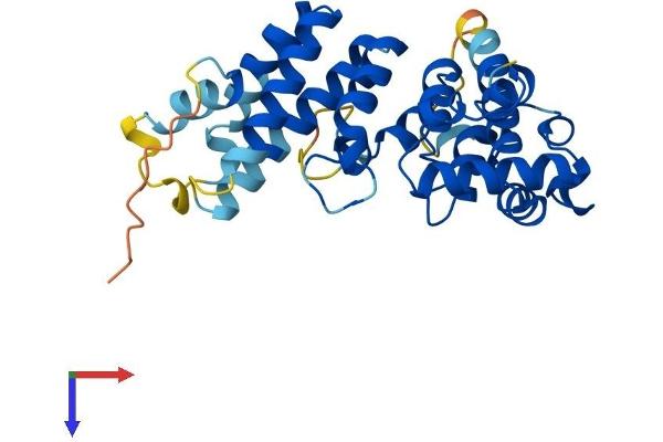 ASB17 Protein (AA 1-295) (His tag)