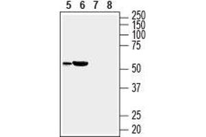 Western blot analysis of rat heart (lanes 5 and 7) and mouse heart (lanes 6 and 8) lysates: - 5, 6. (SLC35G1 antibody  (3rd Extracellular Loop))