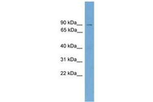 ASTE1 antibody  (AA 251-300)