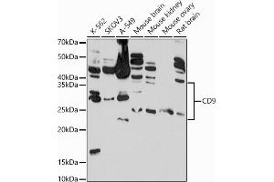 Western blot analysis of extracts of various cell lines, using CD9 antibody  at 1:1000 dilution. (CD9 antibody  (AA 112-195))