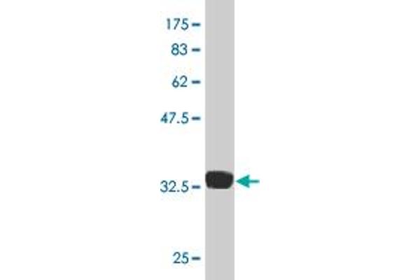 ZNF41 antibody  (AA 221-321)