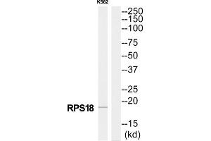 Western Blotting (WB) image for anti-Ribosomal Protein S18 (RPS18) (Internal Region) antibody (ABIN1850574) (RPS18 antibody  (Internal Region))