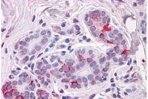 Anti-NPTN antibody  ABIN1049120 IHC staining of human breast. (NPTN antibody  (Internal Region))