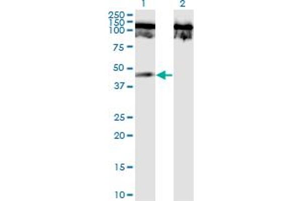 TNFRSF19 antibody  (AA 30-119)