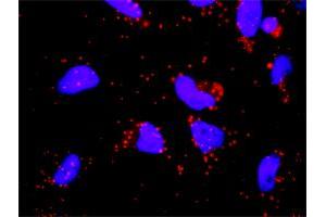 Proximity Ligation Analysis of protein-protein interactions between GP1BA and F12. (CD42b antibody  (AA 1-626))
