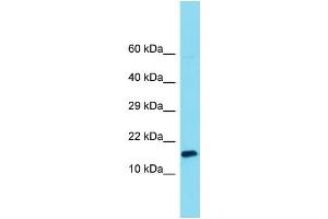 Host: Rabbit Target Name: MNF1 Sample Type: 293T Whole Cell lysates Antibody Dilution: 1. (MNF1 antibody  (C-Term))