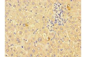 Immunohistochemistry of paraffin-embedded human liver tissue using ABIN7156249 at dilution of 1:100 (ING3 antibody  (AA 51-223))