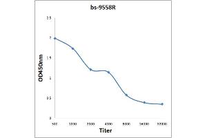 Antigen: 0. (LAT2 antibody  (AA 1-20))