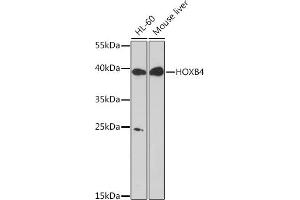 Western blot analysis of extracts of various cell lines, using HOXB4 Rabbit pAb (ABIN7267768) at 1:1000 dilution. (HOXB4 antibody  (AA 50-150))