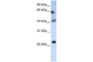 Western Blotting (WB) image for anti-Tetraspanin 3 (TSPAN3) antibody (ABIN2459035)