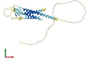 AlphaFold protein structure predicition of Human Recombinant CACNG3 Protein, UniprotID O60359